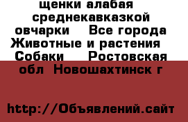 щенки алабая ( среднекавказкой овчарки) - Все города Животные и растения » Собаки   . Ростовская обл.,Новошахтинск г.